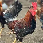 دجاج بلدي مهجن بتركي وباكستاني وبراهما فاخر من الآخر