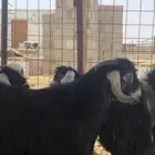تيس مشروع فحل عارضي طيب بالحيل عمره 6 شهور