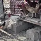 ديكه للبيع
