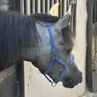 مربط خيل كامل للبيع
