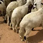 سواكنيات