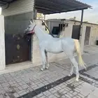 فرس لقاح ثقيل