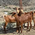 جفار دهم تأسيس مراح