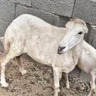 نعاج الرفيد معي رخلتين