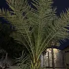 نخله للبيع سبب البيع لتوسعت المكان