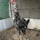 انثى سندي للبيع