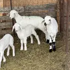 طليان 4 ورخال 3 طيبة الحد 650