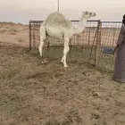 قعود ولد عشره على حليب امه العمر 9 شهور بدون مكعبات