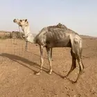 جمل ركبي او قليصه طبع شرط