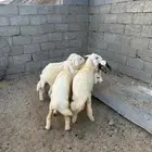 تم البيع