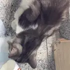 قط شكله ضايع