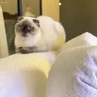 للبيع قطه انثى سكوتش