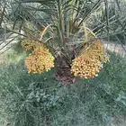 نخل ملكي خلاص برحي سكري صقعي نبوت سلطان هلالي مجدول وغيره