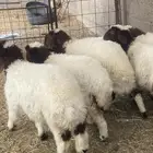 تم البيع تم البيع