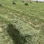 برسيم مخلوط 20 بلميه