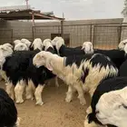 بهم نجد جبر