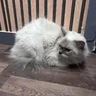 عمره سنه