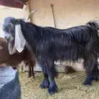 تيس عوارض