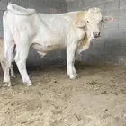 فحل سلاله فاخره