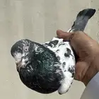 جوز تيدي منتج