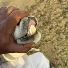 فحل حري مشروط