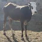 بقرة دافع