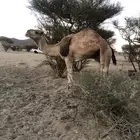 بعير وقعود وبكره