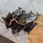 سمك