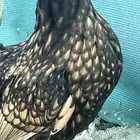 دجاج عربي كويتي