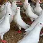 حمام فرنسي لاحم جامبو