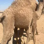 قعود لباني تحت امه