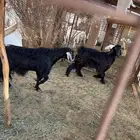 تيوس عارضيه