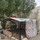 شبك دجاج