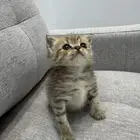 قط صغير ( كيتن ) هملايا و بيرشن بيكي فيس