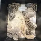 هامستر ونتر وايت للبيع (الدبدوب)