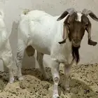 فحل بورقوت