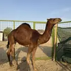 بكره حمرا دم دهماا كفو للبيع