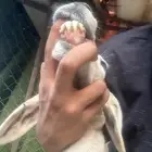 نعجه
