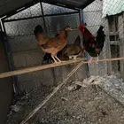 دجاج فري
