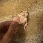 فروخ روز الالبينو