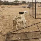 نعجه والد تحتها طلي (( تم البيع خارج الموقع ))