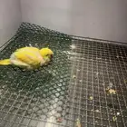 فرخ كويكر ( تم البيع )