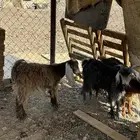 تيوس وجفره للبيع