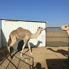 قعود للبيع