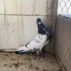 حمام