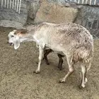 سواكن