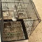 للبيع ببغاء كاسكو افريقي ب 3500 ريال