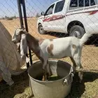 جفره هجين هولندي8شهور