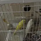 عصافير للبيع طيور الحب