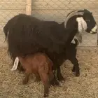 للبيع عنزين مطافيل وحده معها2تيرس وحده معها جفره